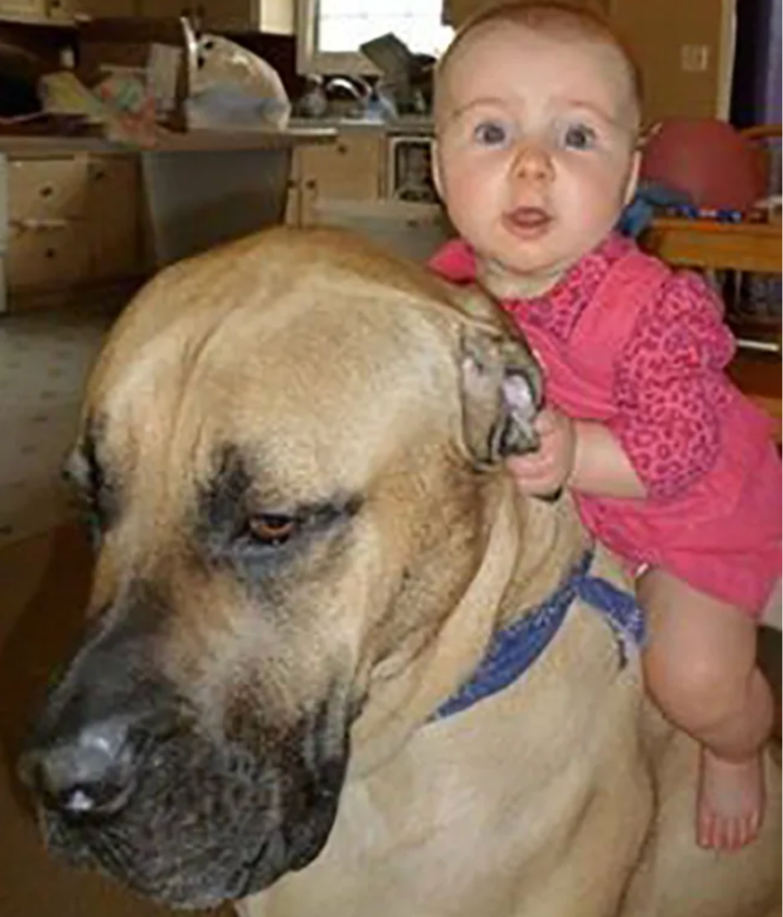 Baby on a dog horse